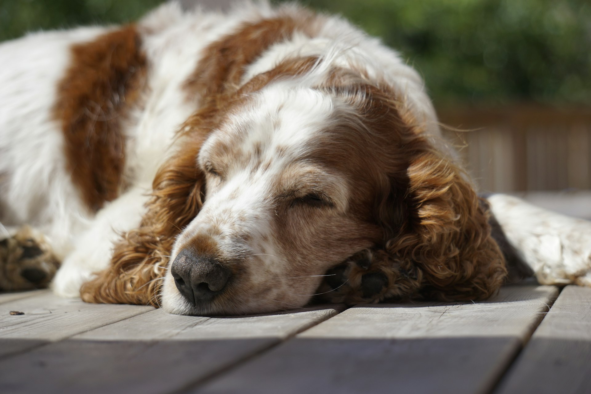 a dog sleeping on a bench